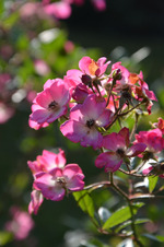 DSC_3212.webp