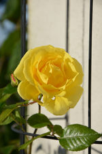 DSC_3230.webp