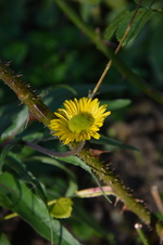 DSC_3197.webp