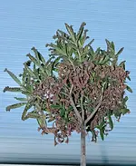 DSC_1228_Vorjahresbluten.webp