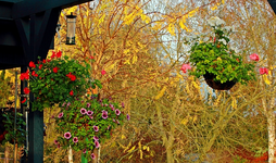 Kombination_Sommer-Winter_Geranien_23112014_640.webp