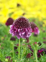 Scabiosa columbaria Barocca.webp