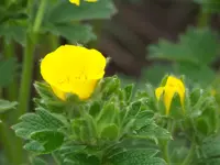 Polarfingerkraut (3).webp