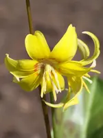 Forellenlilie.webp