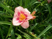 strawberry candy.webp
