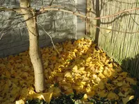 Ginko_1_IMG_3429.webp