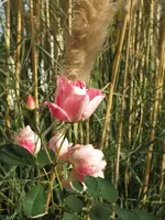 Rosen_3_IMG_3432.webp