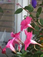 Rosa_7_IMG_3438.webp