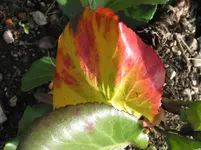 002.webp