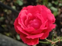 CIMG9628.webp