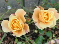 CIMG9633.webp