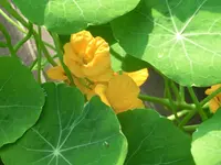 CIMG9635.webp