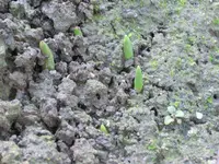 CIMG9636.webp