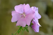 Moschusmalve_13318.webp