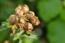 Moschusmalve Samenstand_20715.webp