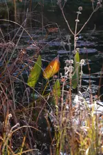DSC_3223.webp