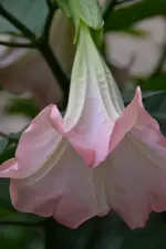 Rosa_00009.webp