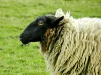 Schwarz_00010.webp
