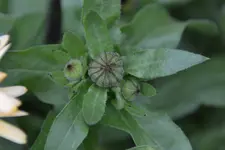 Grün_00001.webp