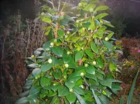 CIMG3673.webp
