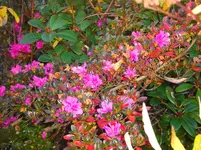 CIMG3672.webp