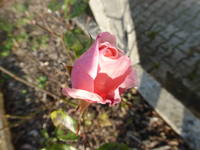 P1230968.webp