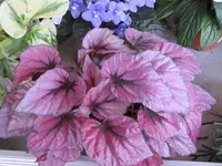 034.webp