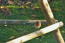 DSCF9237 (2).webp