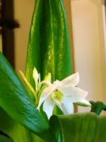 Grandiflora Eucharis Web.webp