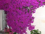 IMG_1660v.JPG