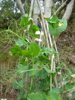 CIMG7396.webp