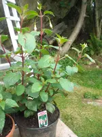 CIMG7398.webp