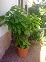17062009044.webp