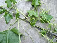 IMGP1834.webp