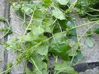 IMGP1836.webp