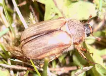 junikaefer2.webp