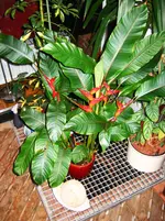 Papageienblatt.webp