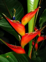Papageienblatt Blüte.webp