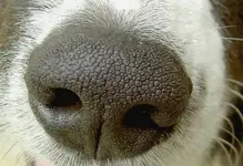 Nase v.webp