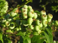 Heidelbeeren.webp