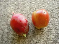 Radieschen (1).webp