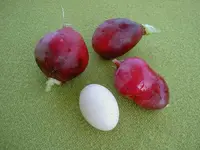 Radieschen (2).webp