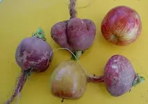 Radieschen (3).webp