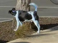 hellblauer Hund.webp
