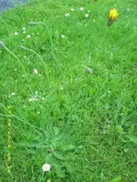 Unkraut mit Blüte563.webp