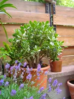 PICT2760.webp