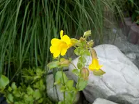 ALIM0405.webp