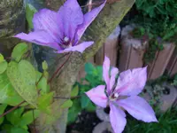 Clematis.webp