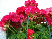 Geranie2.webp