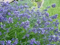 Lavendel.webp